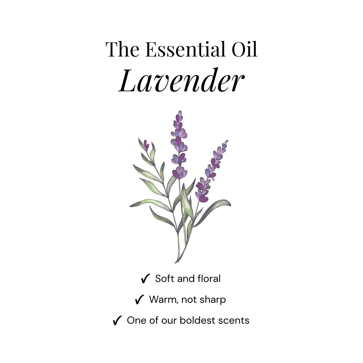 Lavendel Shower Steamers - Presentask 6-pack