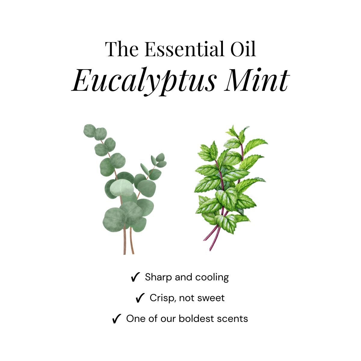 Eukalyptus Shower Steamers - Presentask 6-pack
